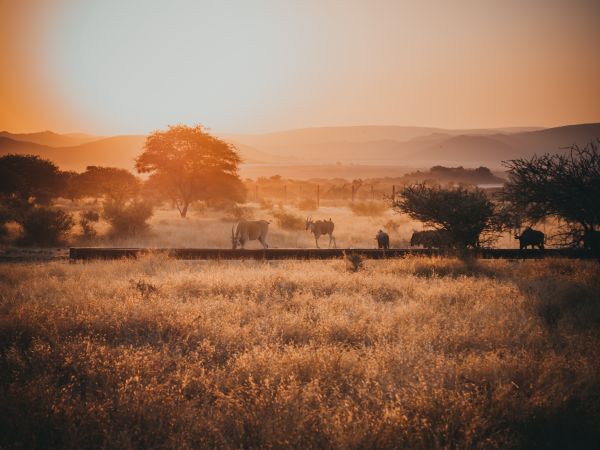 beautiful,gorgeous,sunset,animals,hunt,landscape