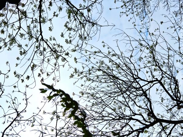 blomst,blå,grøn,plante,himmel