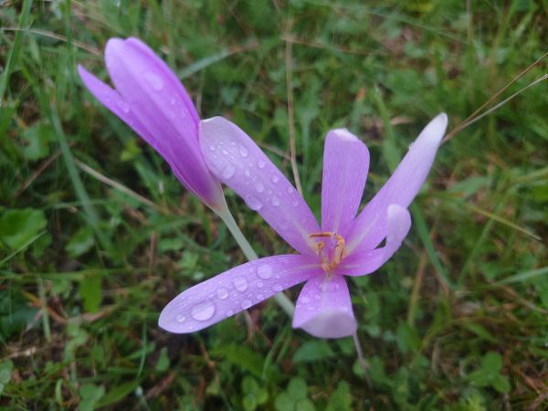 blomst,efterår