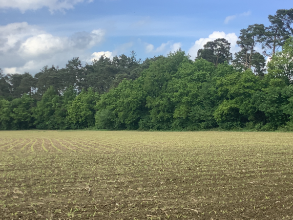 土地,雲,空,工場,Natural landscape,木