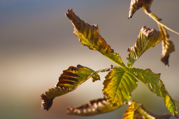 Blume,Natur,Pflanze,Blatt