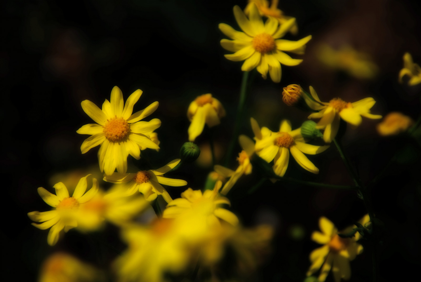 Daisy, blomst, natur, plante