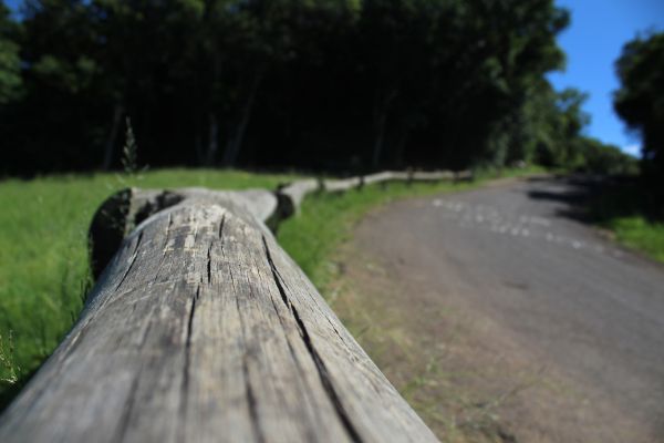 papel pintado,panorama,Bosque,Rua,Estrada,Dia