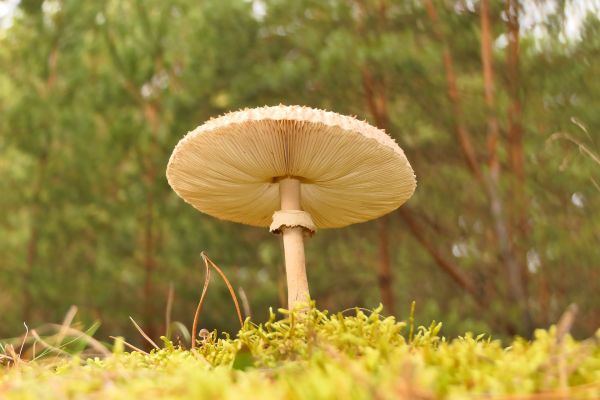 gomba,növény,természetes környezet,Natural landscape,faipari,fű