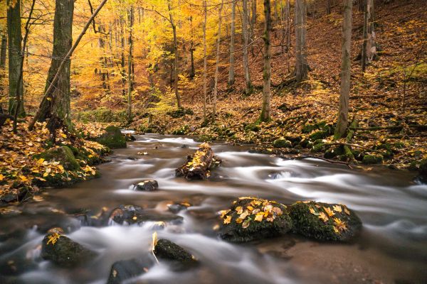 Farbe,Herbst,ruhig,tschechisch,fallen,fließen