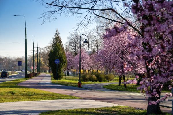 tavaszi,park,rózsaszín virágok