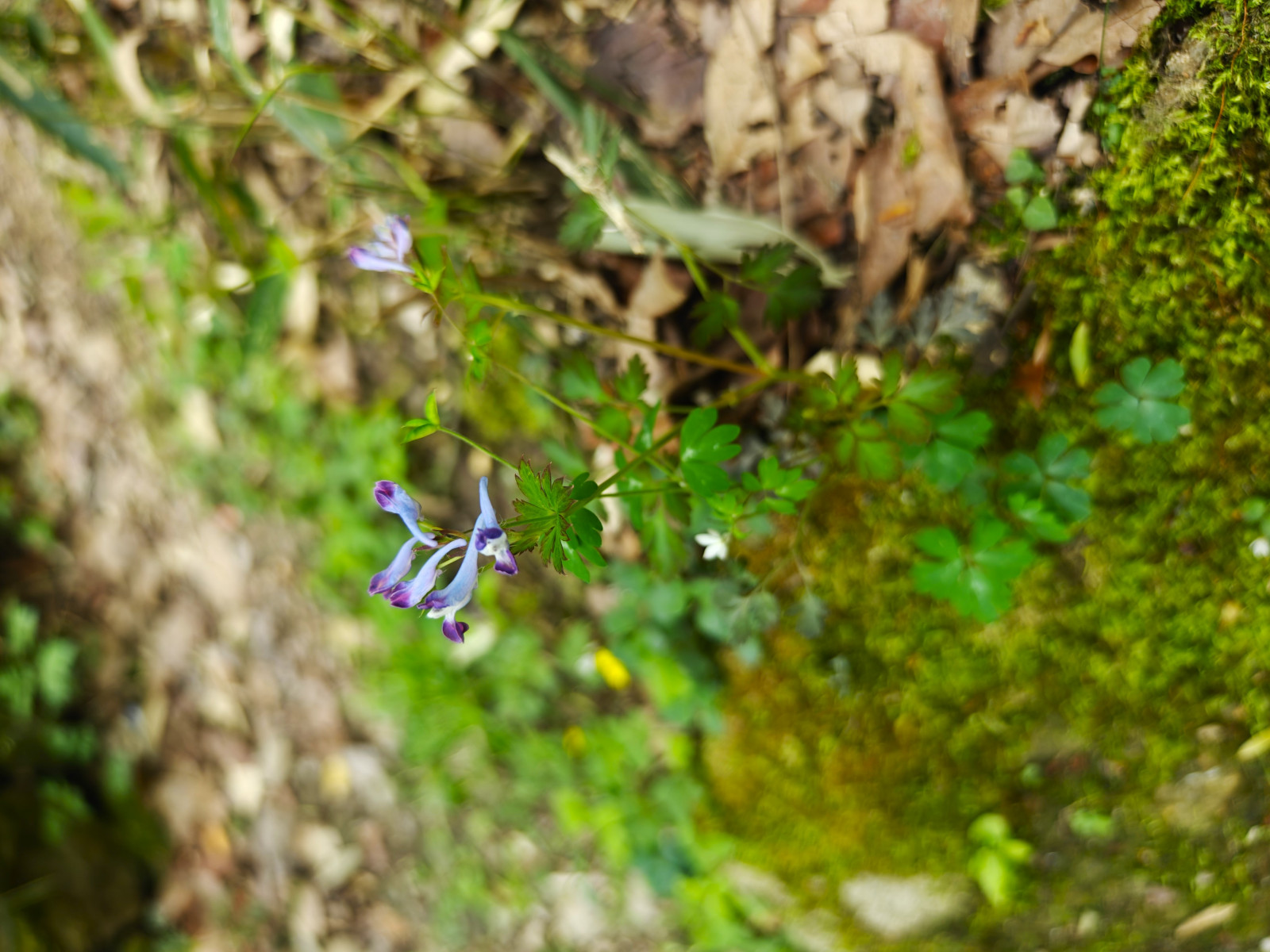 blomst, grøn, plante