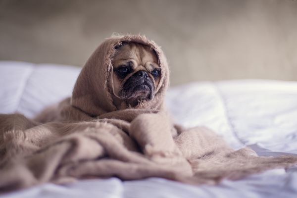 домашни любимци,животно,Cachorros,Animais de estimacao,Бранко,Прето