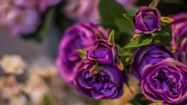 rose,violet