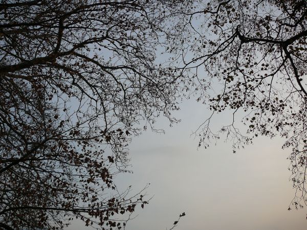 雰囲気,空,脊椎動物,雲,世界,Lugano Park