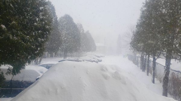 snow,road surface,nature,sky,street light,tree