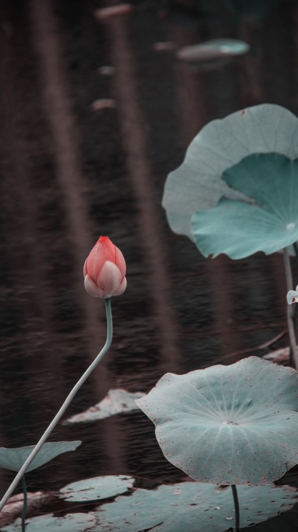 叶,厂,水,花瓣,Natural landscape,植物学