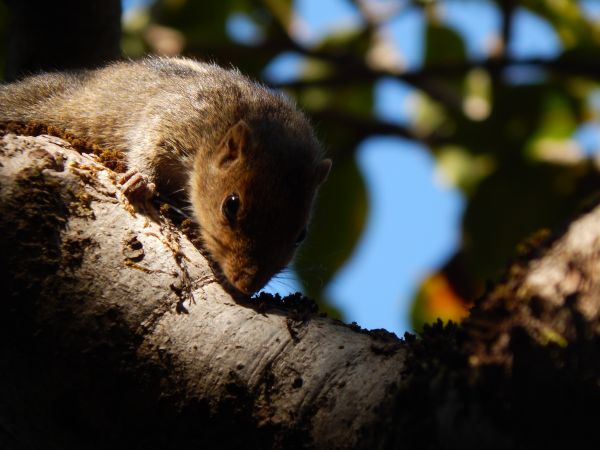 nature photography,Eichhörnchen,Reise