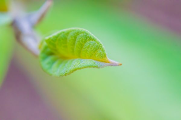 Natur,Blatt