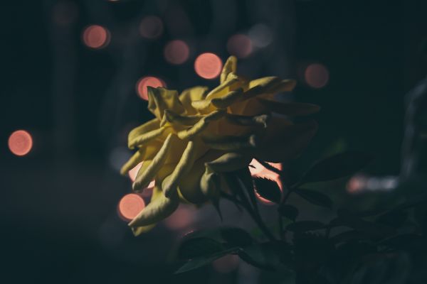 vacker,bokeh,djup,blomma,underbar,fotografi