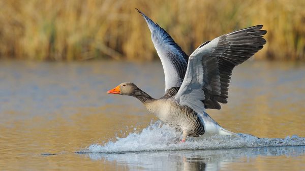 Tier,Vogel,Natur,Wasser,Flügel,Gans