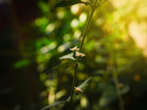 Amarillo,Desenfoque,Цветочек,Грис,Naturaleza,Негр