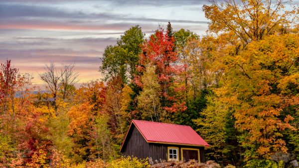 otoño,otoño,bosque,hojas,cabaña,casa