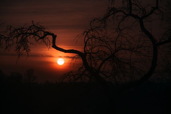 hutan,bidang,pohon,alam,mother nature,matahari terbenam