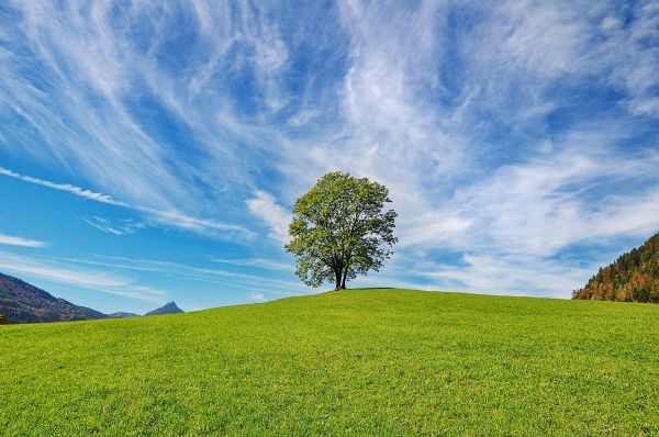 Sky,himmel,plante,økoregion,naturlig,dagtimerne