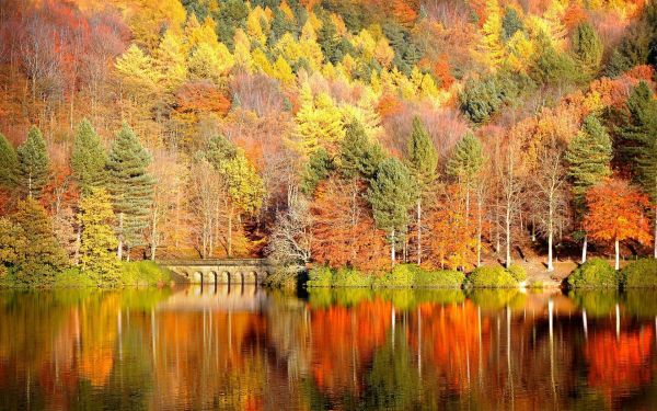 otoño,Árboles,reflexión,agua