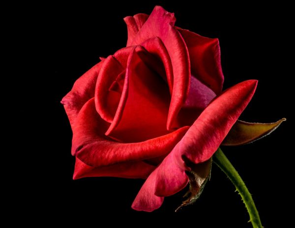 flower,plant,petal,rose,Hybrid tea rose,flash photography