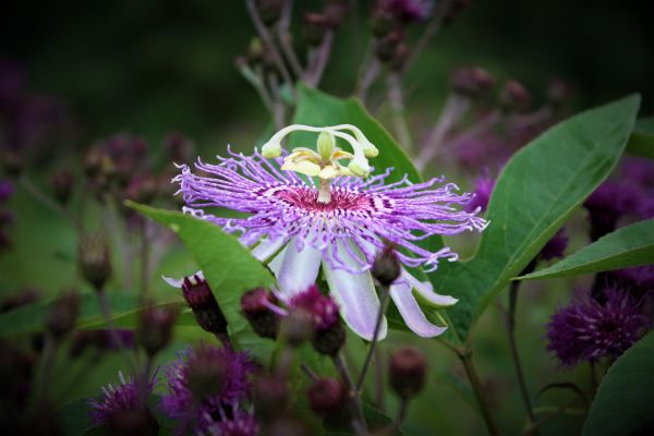 Canon,eos,gård,blomst,hage,lidenskap