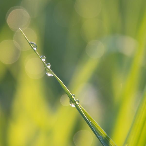 воды,Жидкий,растение,Ветка,terrestrial plant,Естественный