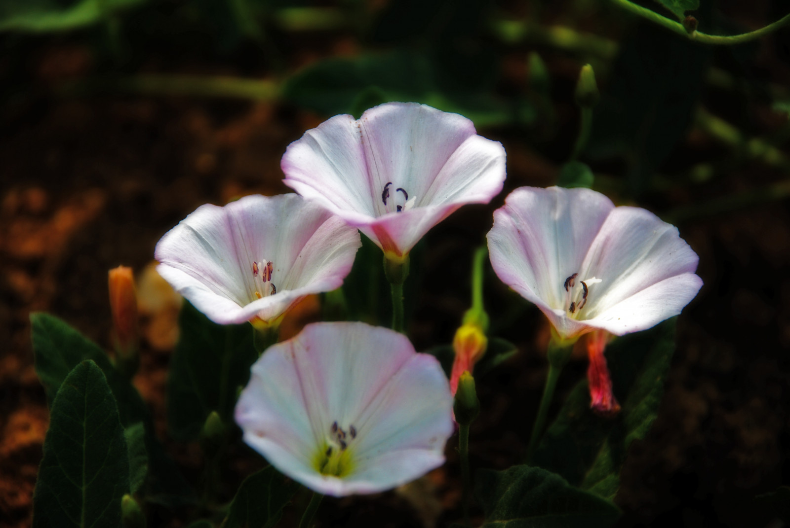 blomst, natur, plante