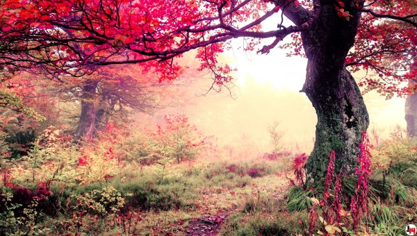 KUNST,blauw,groen,landschap,natuur,hemel