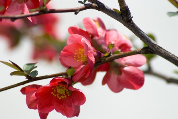 flor,natureza,plantar