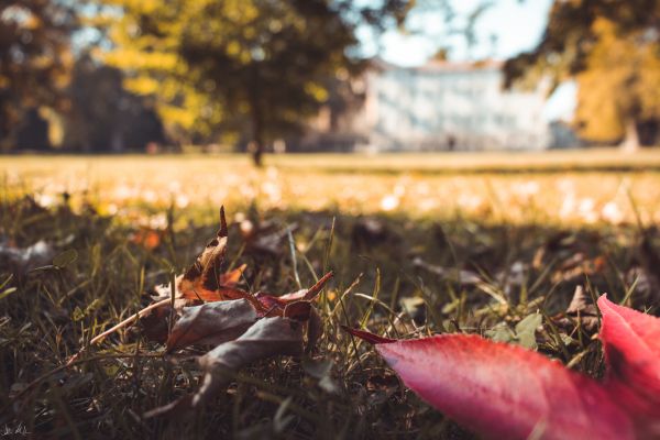 Blätter,Gras,Natur,Bäume,Herbst,Park