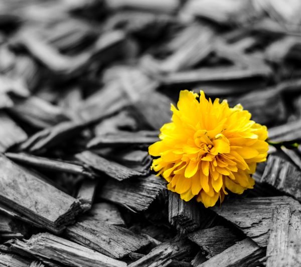 wood,yellow,brilliant,flowers