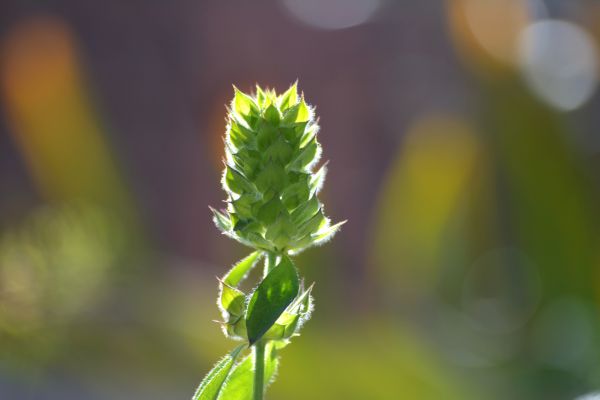 plant,flower,terrestrial plant,hierva,verde,water