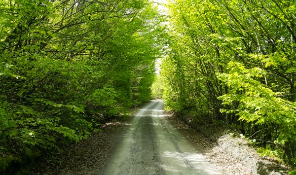 groen,Bos,blad