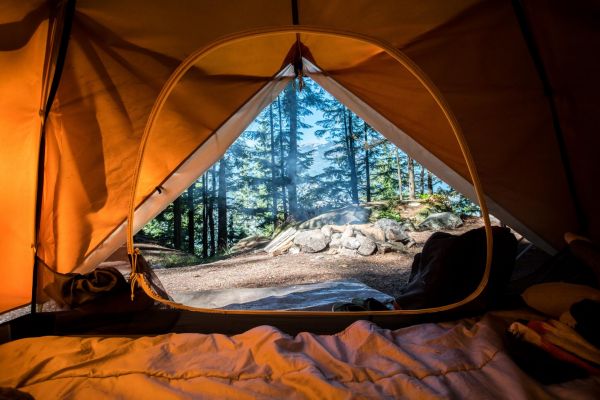 skog,tält,camping,träd,visningar