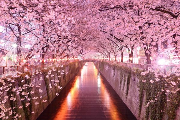 roze,sakura,kersenbloesem,Japan,licht,water