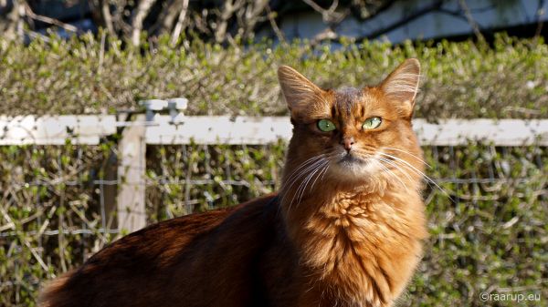 katter,smaragd,grønn,øyne,hage,posere