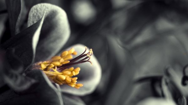 nature,black,flowers,photography,selective coloring,macro