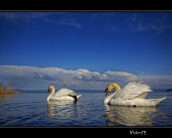 pemandangan, Italia, air, alam, laut, danau