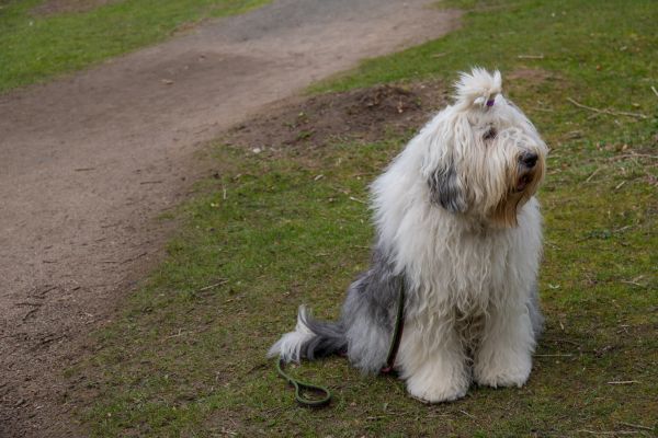 cachorro,Siri,Hund,Esquelético,Der sen,mamífero