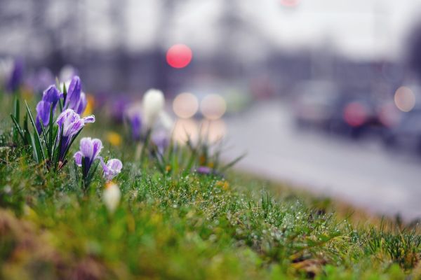 Gras,Blumen,Krokus,Hintergrund,Moos