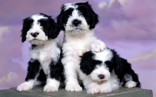 anjing,binatang menyusui,anak anjing,Shih Tzu,tiga,tutul