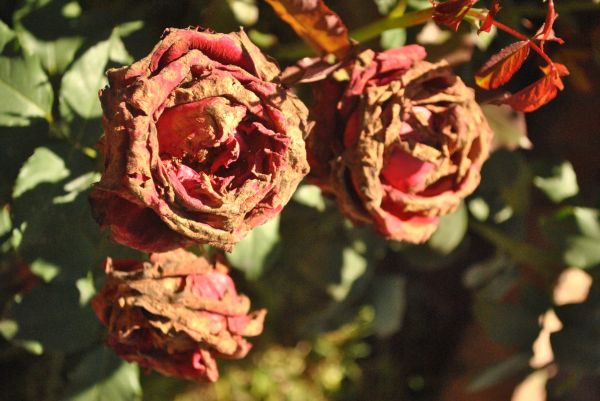 dry rose,větev,Lístky,pupeny