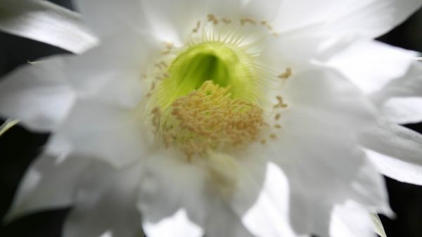 wit,fotografie,bloemblaadjes,bloesem,cactus,bloem