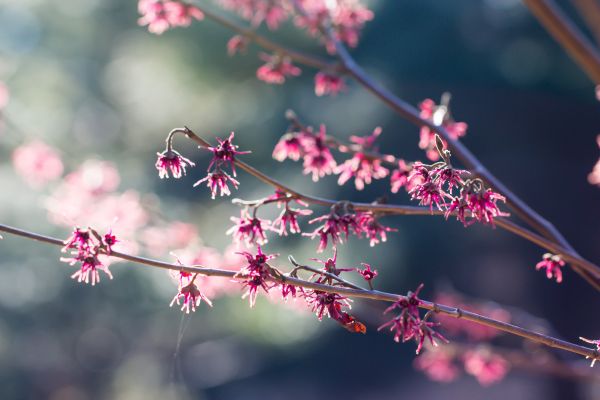 lyserød,blomst,bokeh,forår,afdeling,rosa