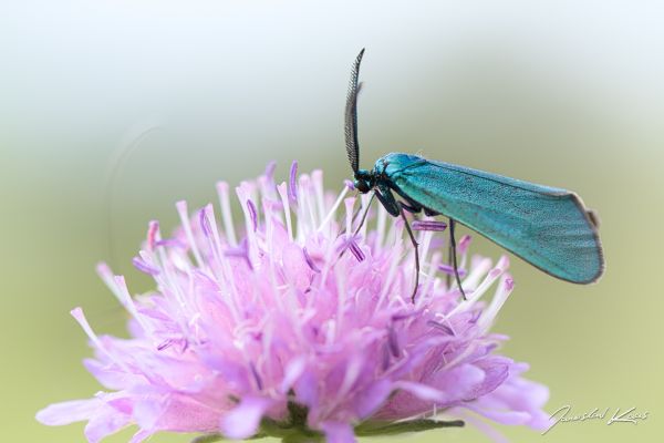 Animales,Canon,mariposa,insecto,verde,azul