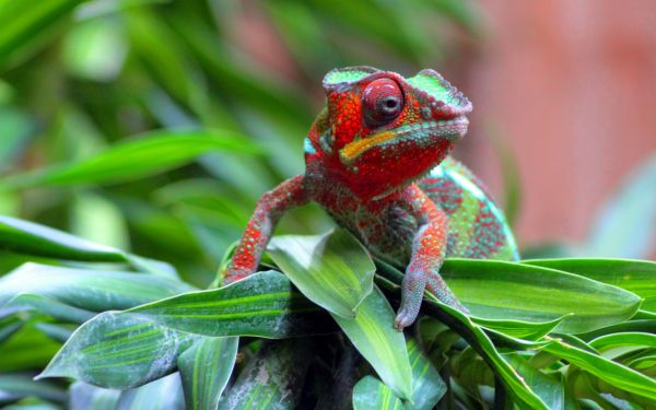 petit,caméléon,lézard,à pois,herbe,rampant