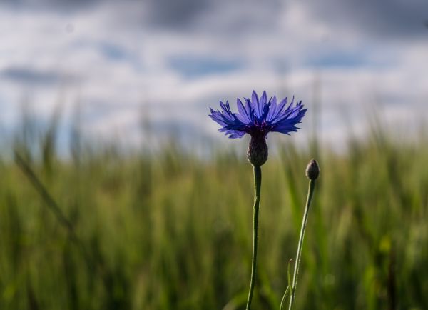 naturaleza,césped,campo,azul,paisaje,cielo