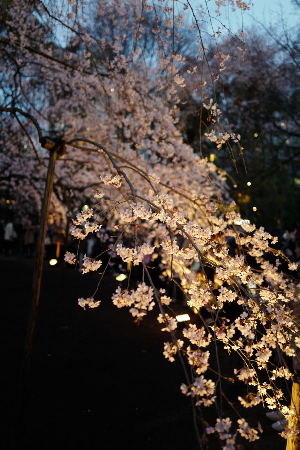 Japon,lumière du soleil,la nature,branche,fleur de cerisier,fleur